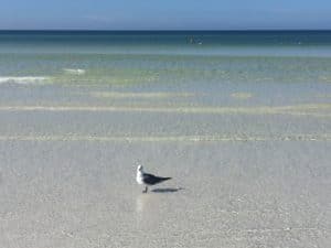 Siesta Key condos for sale